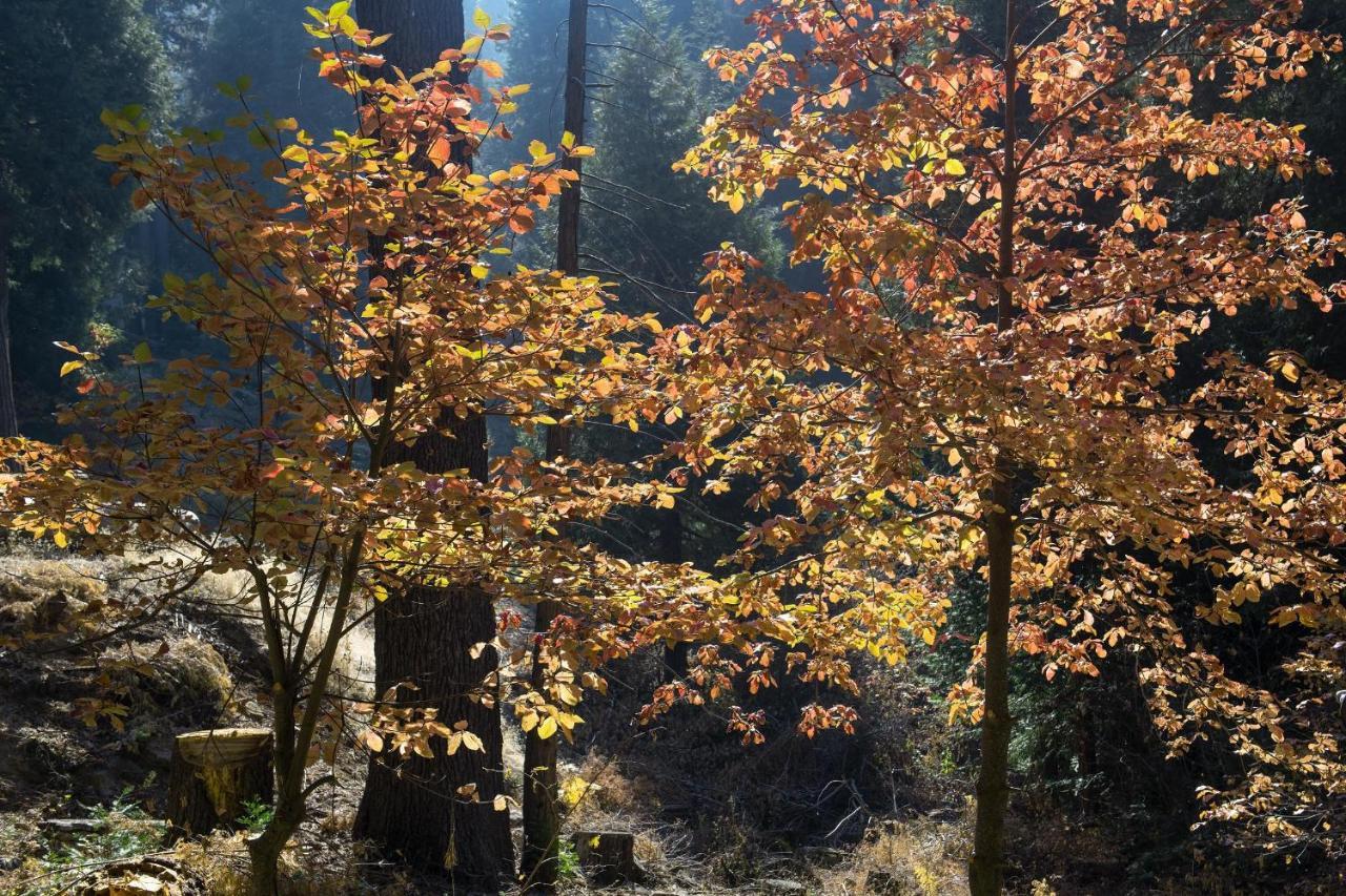 Boulder Ridge Villa Yosemite West Ngoại thất bức ảnh